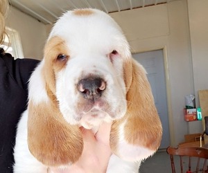 Basset Hound Puppy for Sale in FRANKFORT, Kansas USA