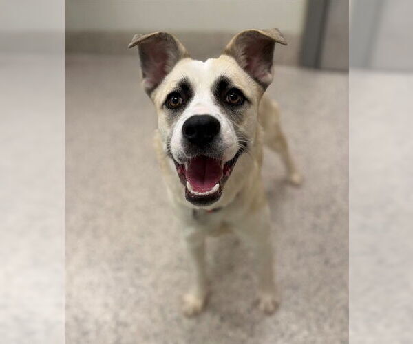 Medium Photo #1 Siberian Husky-Unknown Mix Puppy For Sale in Brighton, CO, USA