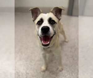 Siberian Husky-Unknown Mix Dogs for adoption in Brighton, CO, USA