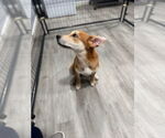 Small #3 Mutt