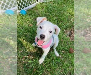Mutt Dogs for adoption in Plainfield, IL, USA