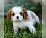 Small #3 Cavalier King Charles Spaniel