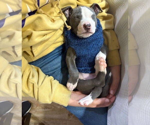 Medium Photo #2 American Pit Bull Terrier-American Staffordshire Terrier Mix Puppy For Sale in Chester, VA, USA