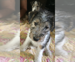 Puppy 4 Wire Fox Terrier