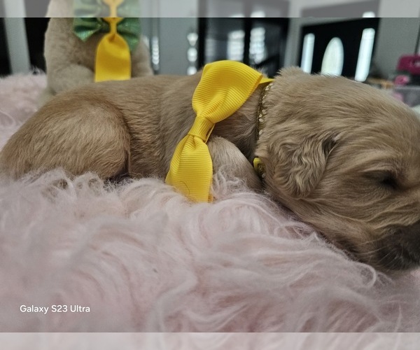 Medium Photo #24 Golden Retriever Puppy For Sale in ORLANDO, FL, USA