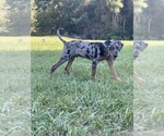 Puppy Axle Catahoula Leopard Dog