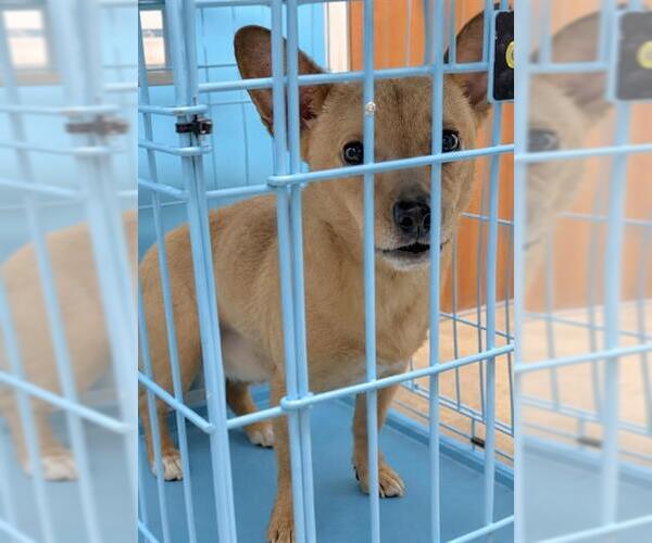 Medium Photo #1 Chiweenie Puppy For Sale in Houston, TX, USA