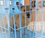 ARIAS - Male Chiweenie Dog for Adoption - Small photo