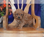 Small #2 Cavapoo
