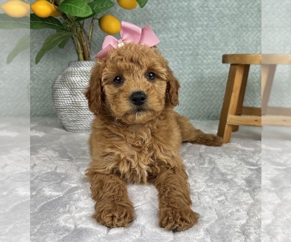 Medium Photo #3 Goldendoodle (Miniature) Puppy For Sale in FRANKLIN, IN, USA
