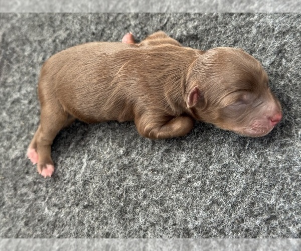 Medium Photo #14 Aussiedoodle Miniature  Puppy For Sale in ROCK HILL, SC, USA