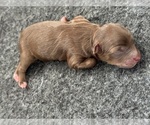 Small #2 Aussiedoodle Miniature 