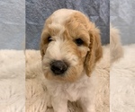 Small Photo #7 Goldendoodle Puppy For Sale in LITTLE ROCK, AR, USA