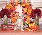 Puppy Ferrari Chihuahua