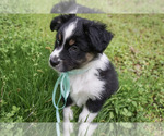 Small Photo #4 Australian Shepherd Puppy For Sale in ASHEBORO, NC, USA