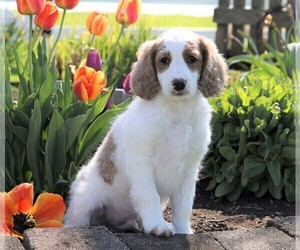 Goldendoodle-Poodle (Miniature) Mix Puppy for sale in FREDERICKSBG, OH, USA