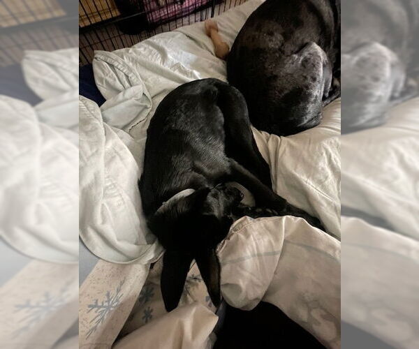 Medium Photo #4 Mutt Puppy For Sale in Kansas City, MO, USA