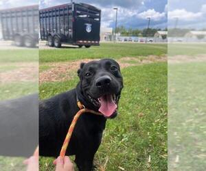 American Pit Bull Terrier-Labrador Retriever Mix Dogs for adoption in Louisville, KY, USA