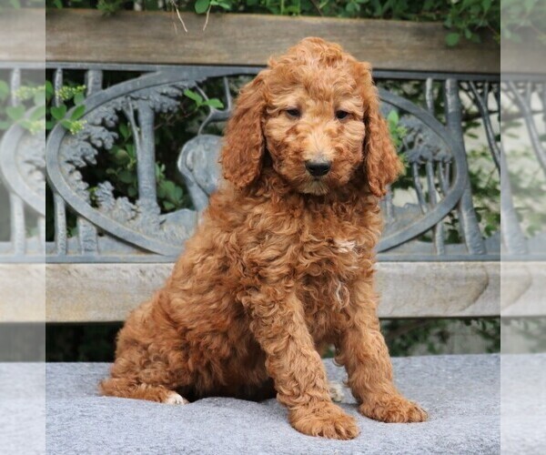Medium Photo #4 Poodle (Standard) Puppy For Sale in EAST EARL, PA, USA