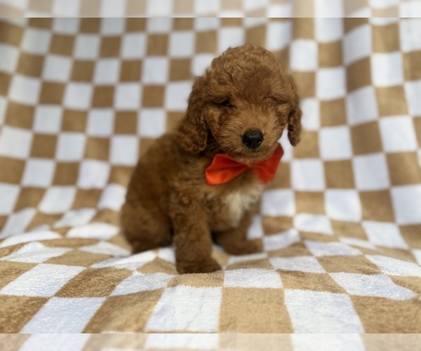 Medium Photo #2 Goldendoodle (Miniature) Puppy For Sale in LAKELAND, FL, USA