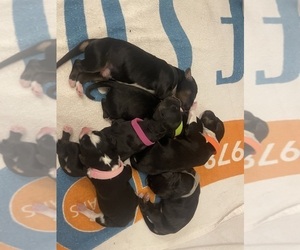 Cock-A-Poo-Siberian Cocker Mix Litter for sale in JACKSON, NJ, USA