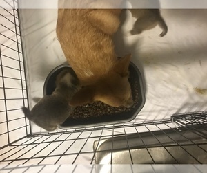 Mother of the Pembroke Welsh Corgi puppies born on 05/01/2019