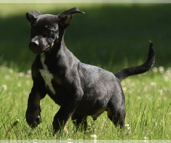 Medium Photo #4 Shepweiller Puppy For Sale in Mechanicsburg, PA, USA