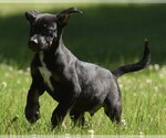 Small #3 Shepweiller