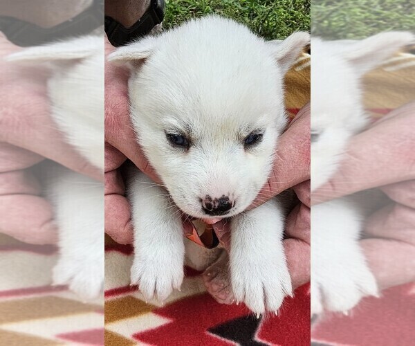 Medium Photo #5 Siberian Husky Puppy For Sale in CAMDENTON, MO, USA