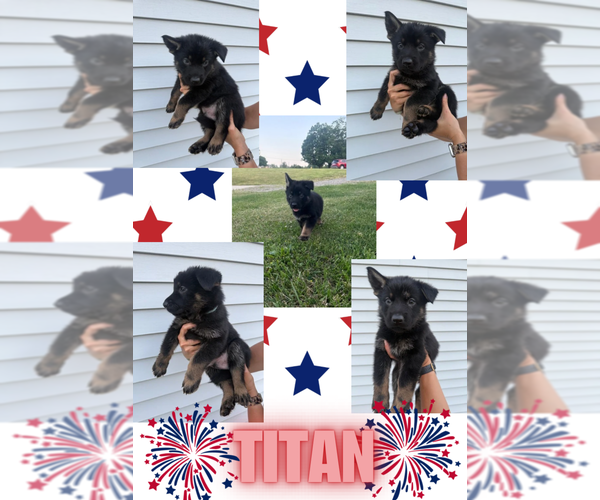Medium Photo #1 German Shepherd Dog Puppy For Sale in HUDSONVILLE, MI, USA
