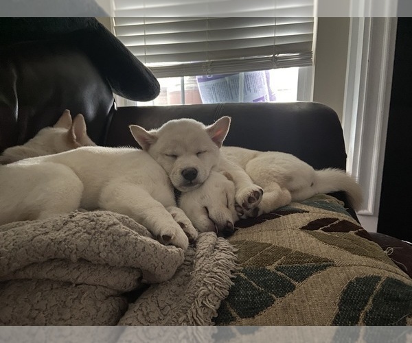 Medium Photo #24 Shiba Inu Puppy For Sale in HAMPTON, VA, USA