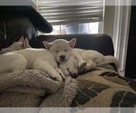 Small Photo #24 Shiba Inu Puppy For Sale in HAMPTON, VA, USA