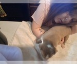 Small #4 American Pit Bull Terrier