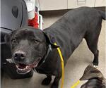 CASTLE - Male Labrador Retriever-Unknown Mix Dog for Adoption - Small photo