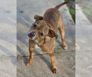 Boston Huahua Dogs for adoption in Wakefield, RI, USA