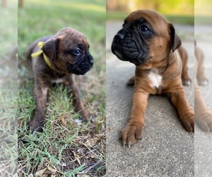 Boxer Puppy for sale in IRVING, TX, USA