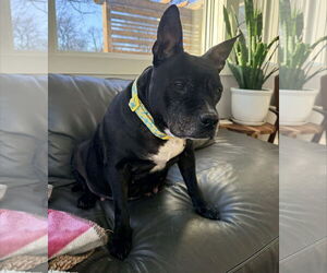 Labrador Retriever-Unknown Mix Dogs for adoption in Princeton, MN, USA