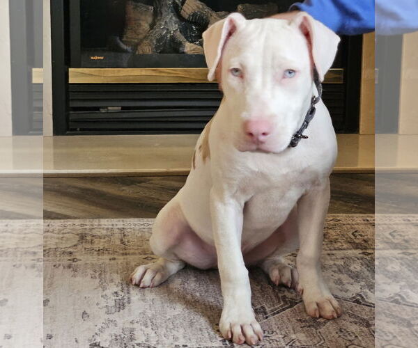 Medium Photo #5 Mutt Puppy For Sale in Brooklyn Center, MN, USA