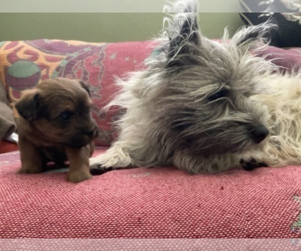 Medium Photo #32 Poocan Puppy For Sale in FAIR OAKS, CA, USA