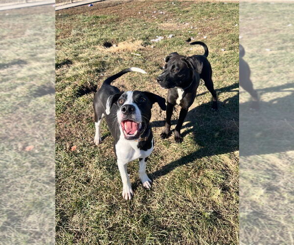 Medium Photo #2 Labrador Retriever-Unknown Mix Puppy For Sale in Pierceton , IN, USA