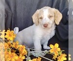Small Photo #5 Labradoodle-Poodle (Miniature) Mix Puppy For Sale in FREDERICKSBG, OH, USA