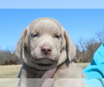 Small Photo #4 Labrador Retriever Puppy For Sale in MARSHFIELD, MO, USA