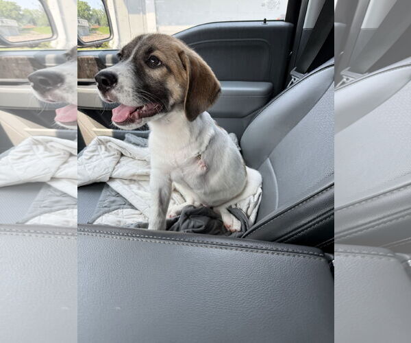 Medium Photo #2 Mutt Puppy For Sale in St. Louis Park, MN, USA