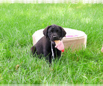 Image preview for Ad Listing. Nickname: Melody