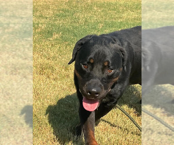 Medium Photo #4 Rottweiler Puppy For Sale in Hillsboro, NH, USA