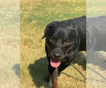 Small #3 Rottweiler