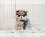 Small Photo #3 Pomeranian Puppy For Sale in WARSAW, IN, USA