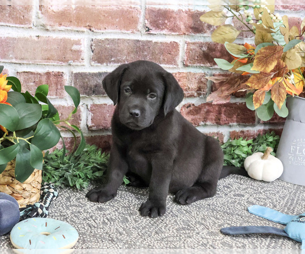 Medium Photo #1 Labrador Retriever Puppy For Sale in SYRACUSE, IN, USA