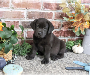 Labrador Retriever Puppy for Sale in SYRACUSE, Indiana USA