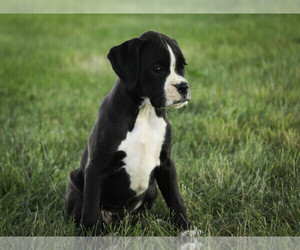 Boxer Puppy for sale in SHIPSHEWANA, IN, USA